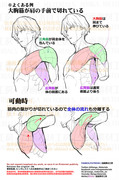 個人メモ：胸肩周りの筋肉の繋がり