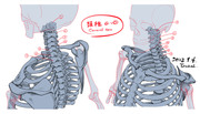 頚椎・鎖骨・肩甲骨スケッチ