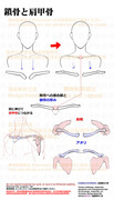 個人メモ：鎖骨と肩甲骨