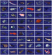 深海魚カレンダー2009