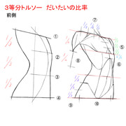 3等分トルソー だいたいの比率 前側