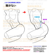 個人メモ：外腹斜筋