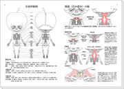 コミケ79『ドクロリンゴちゃん解剖図譜』サンプル