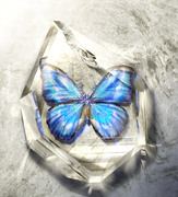 Morpho Congelatio