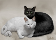 白猫と黒猫のカップル