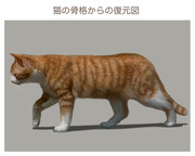 猫の骨格からの復元図メイキング