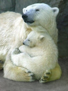 小熊を抱く北極熊のお母さん