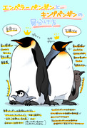 皇帝ペンギンと王様ペンギンの見分け方！