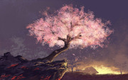 桜