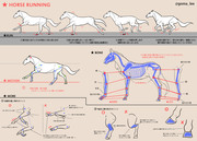 馬の走り方と脚の描き方覚え書き