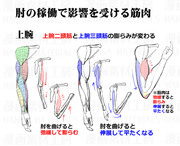 稼働による腕の筋肉変化