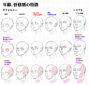 年齢骨格別の顔の特徴