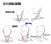 首の回転可動と注意点