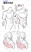 胴体の描き方・違和感と修正法②