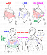 胸周りの肉付きと可動時の肩関節