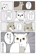 【Hush Hush】動物漫画で皆様にお会いできることが幸せです