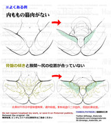 個人メモ：股間回りの構造と骨盤の向き