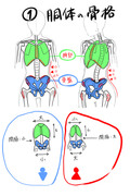 胴体のクビレ講座(骨格・筋肉・脂肪)