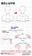 個人メモ：鎖骨と肩甲骨