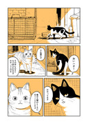 【創作】野良のボス猫が保護されようとする話