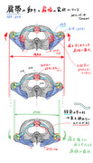 肩帯の動きと肩幅の変化