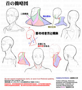 個人メモ：首の簡略図