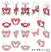 女性の骨盤のスタディ