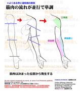 個人メモ：腕の筋肉