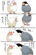 文鳥さんうもうも