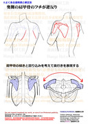 個人メモ：肩甲骨