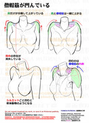 個人メモ：肩の可動と肉の凹凸変化