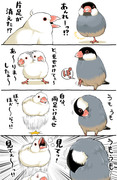 収納する文鳥さん