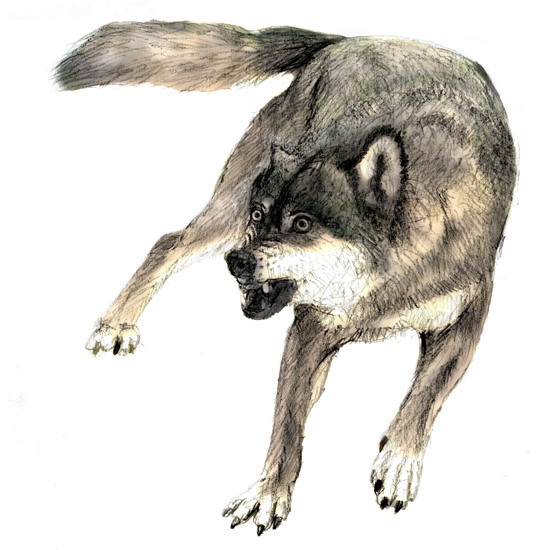 狼のデッサンとリアル絵 模写 Pixiv年鑑 B