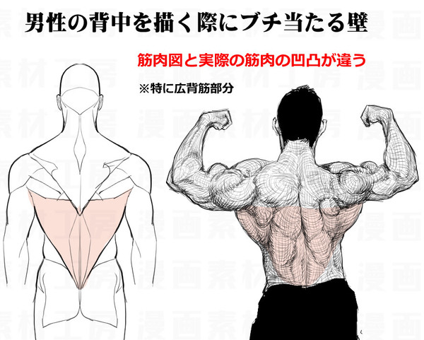 背中の深部筋：筋肉図と実際の凹凸の違い
