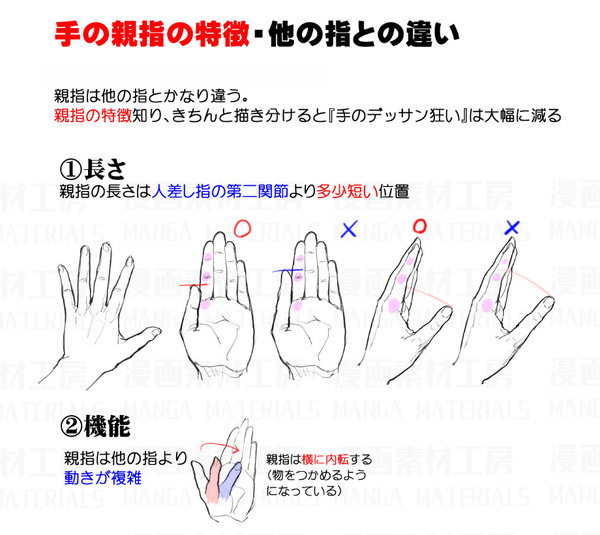 親指と他の指の違い