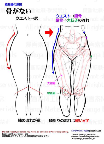 個人メモ：骨盤周りの構造