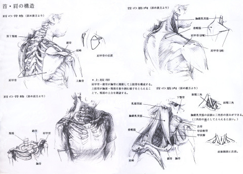 首と肩の構造