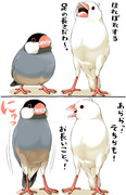 のびのび文鳥さん