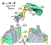 肩から腕の骨