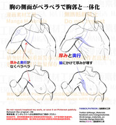 個人メモ：胸部側面の立体