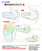 個人メモ：股関節可動時の臀部