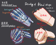 手の形状のスタディ
