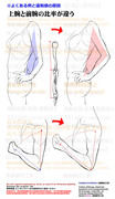個人メモ：上腕と前腕の比率