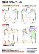 個人メモ：肩の可動と凹凸変化