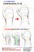 個人メモ：手首の突起/橈骨と尺骨の茎状突起
