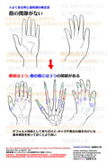 個人メモ：手の基本構造