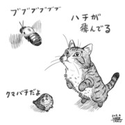 猫フク　クマバチ