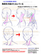 個人メモ：首・胸鎖乳突筋