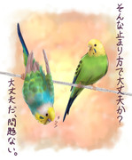 一般的なセキセイインコの会話