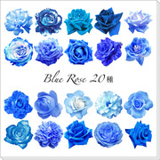 Blue Rose 20種